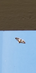 Epipagis forsythae