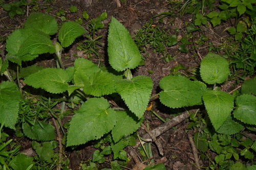 Whitespot (Stachys sylvatica)