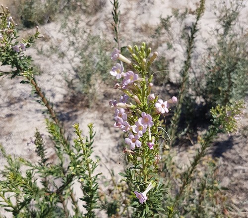 Lost Bellbush (Freylinia visseri)