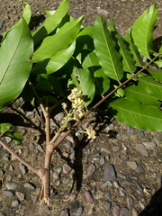 Guarea
