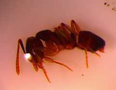 Centromyrmex feae