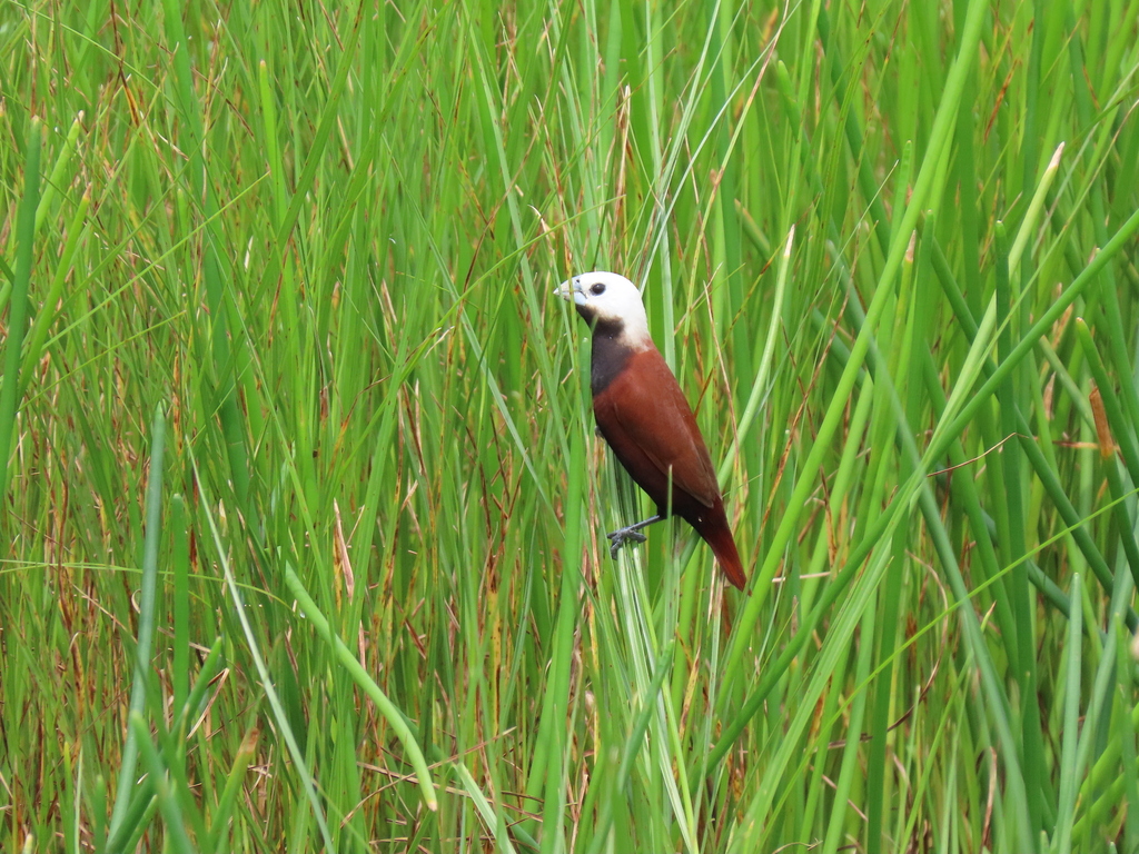 White-Capped Munia