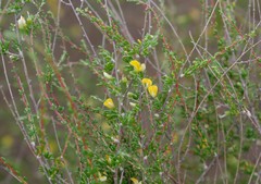 Aspalathus spinescens lepida