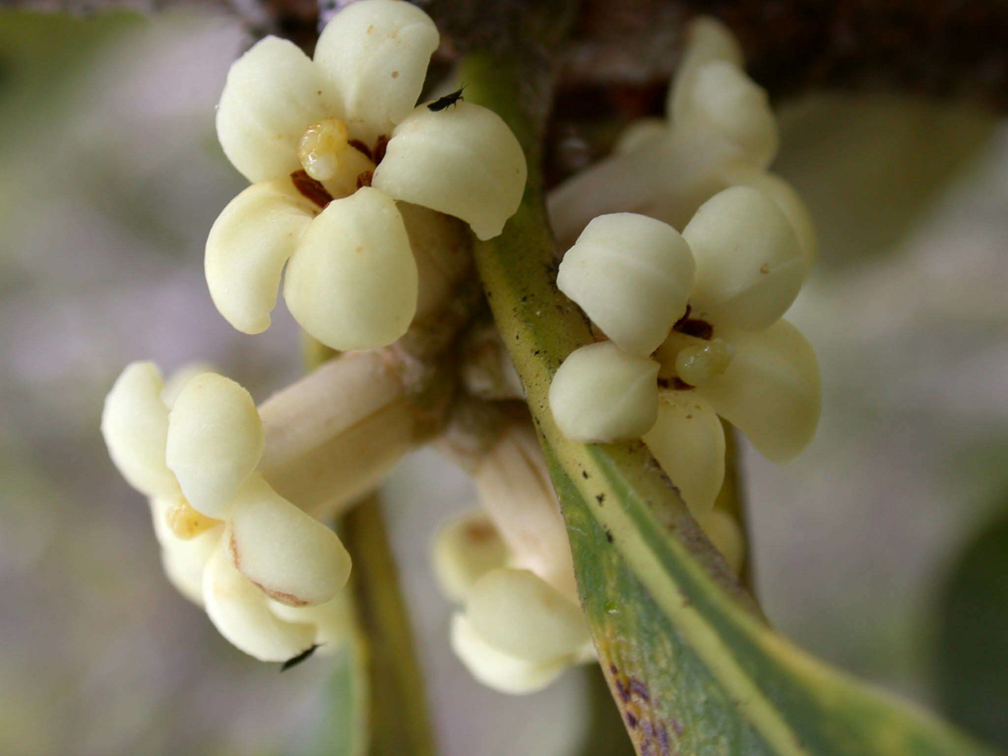 Pittosporum argentifolium