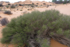 Aspalathus spinescens lepida