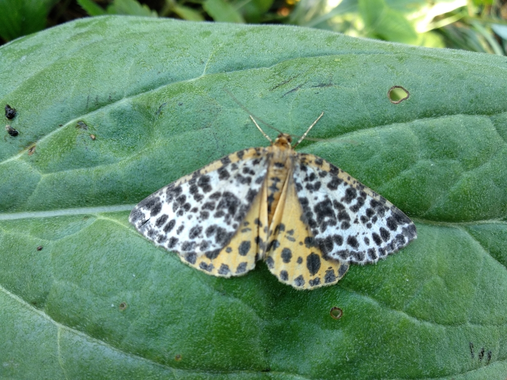 Spotted Beauty