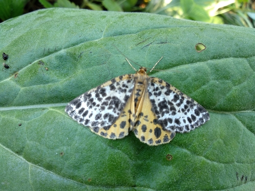 Spotted Beauty