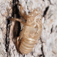 Cicadidae