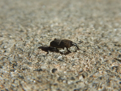 Sphenophorus parvulus