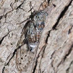 Cicadidae