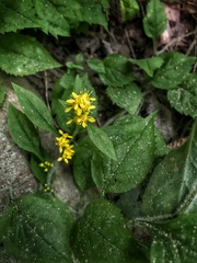 Solidago albopilosa