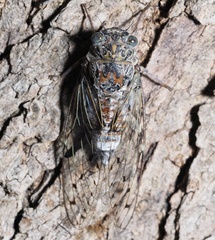 Cicadidae