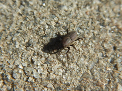 Sphenophorus parvulus