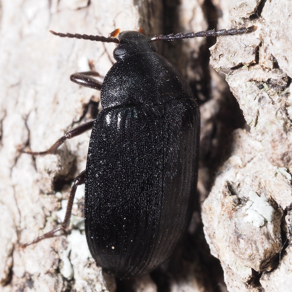 Prionychus melanarius