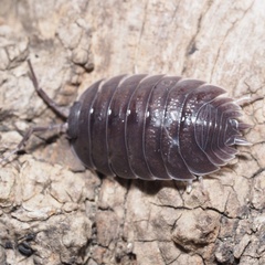 Porcellio obsoletus