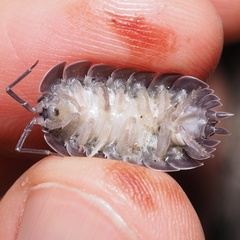 Porcellio obsoletus