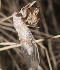 Cicadidae