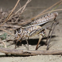 Decticus albifrons