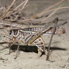 Decticus albifrons