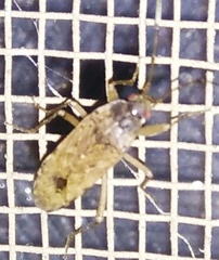 Elasmolomus squalidus