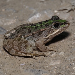 Pelophylax kurtmuelleri