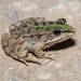 Balkan Frog - Photo (c) Jakob Fahr, some rights reserved (CC BY-NC), uploaded by Jakob Fahr