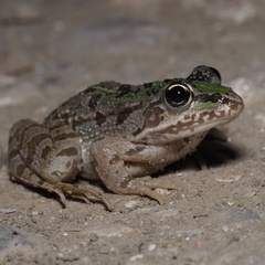 Pelophylax kurtmuelleri