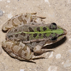 Pelophylax kurtmuelleri