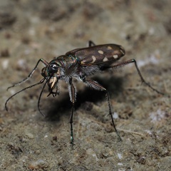 Calomera littoralis nemoralis