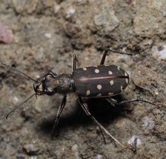 Calomera littoralis nemoralis