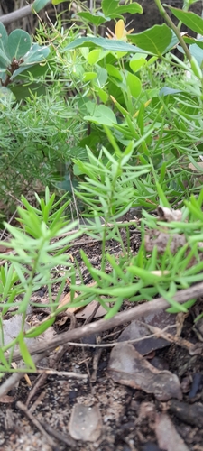 Asparagus densiflorus
