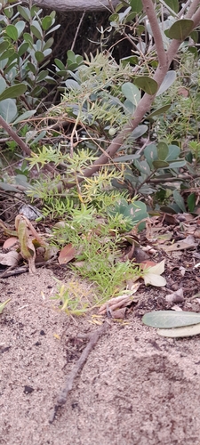 Asparagus densiflorus