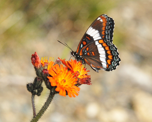 Red-spotted purple