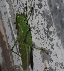 Tettigonia viridissima