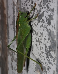Tettigonia viridissima