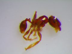 Solenopsis tipuna
