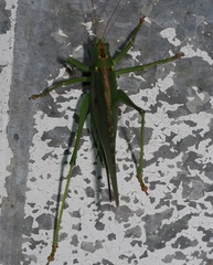 Tettigonia viridissima