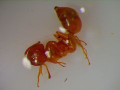 Solenopsis tipuna