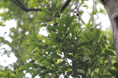 Image of Fluted Milkwood (Donella viridifolia) by (c) Mahomed Desai, some rights reserved (CC BY)