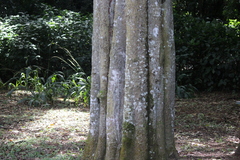 Donella viridifolia, photograph (c) Mahomed Desai, some rights reserved (CC BY)