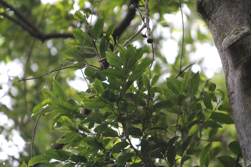 Image of Fluted Milkwood (Donella viridifolia) by (c) Mahomed Desai, some rights reserved (CC BY)