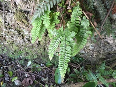 Adiantum fulvum