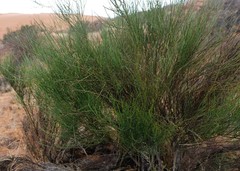 Muraltia scoparia