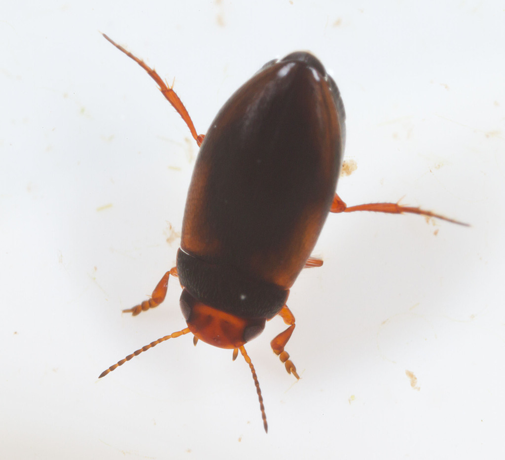 Hydroporus tristis
