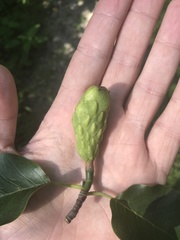 Magnolia acuminata