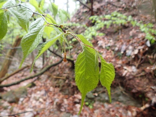Prunus apetala observed 2023-04-26