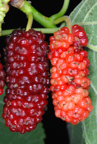 Red Mulberry