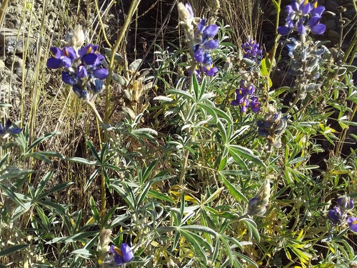 Lupinus altimontanus, photograph 3