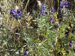 Lupinus altimontanus, photograph Humber Alberto, CC BY, iNaturalist via GBIF