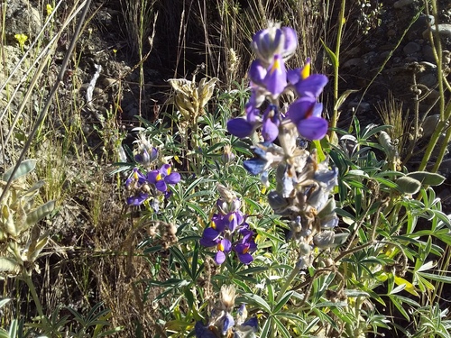 Lupinus altimontanus, photograph 2